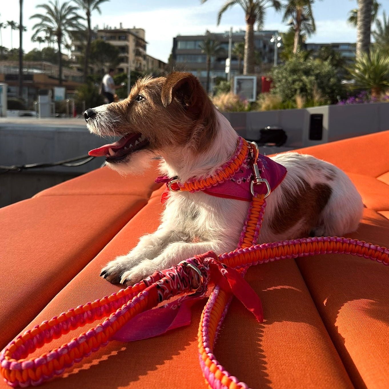 Sunset Rodeo
